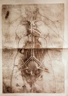 Anatomische Studie