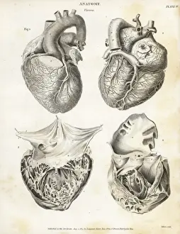 Anatomie des menschlichen Herzens