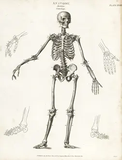 Anatomie des menschlichen Skeletts