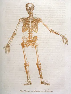 Human Skeleton Drucke: Anatomy: human Skeleton