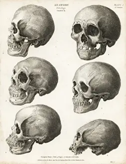 Anatomie des menschlichen Schädels