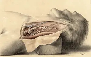 Medical History Prints Online Drucke: Anatomy / Side of Neck