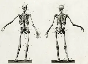 Knochenanatomie