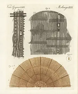 Friedrich Bertuch Prints Online Drucke: Anatomy of a tree