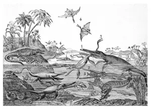 South West England History Drucke: ANCIENT DORSETSHIRE