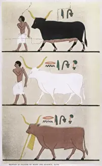 Historical Animal Artwork Drucke: Ancient Egyptian Cattle