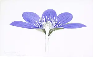 Hepatitis hepatica, Leberblätteranemonie
