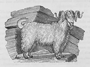 Bewick Prints Drucke: Angora Goat (Bewick)