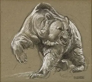 Ein wütender Braunbär