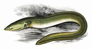 Drucke von Anguilla anguilla (Anguilla acutirostris), oder Schmalnasen-Aal, ein Süßwasser-Aal. Datum: 1865 Anguilla Drucke: Anguilla anguilla oder Aal mit scharfem Schnabel.