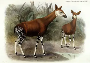 Drucke von Okapia Johnstonii, Datum: 1903 Cercopithecidae Drucke: OKAPI 1903