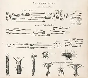 Animalcules