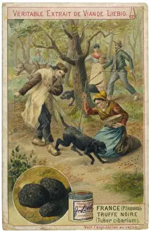 Tiere / Hunde / Arbeits