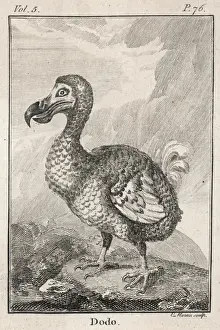 Drucke von Animals/Extinct/Dodo Verbündete Drucke: Tiere / Ausgestorben / Dodo