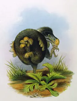 Drucke von DODDO IST OUTGESTERTES VOGEL Verbündete Drucke: Tiere / Ausgestorben / Doofvogel