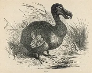 Tiere / Ausgestorben / Doofvogel