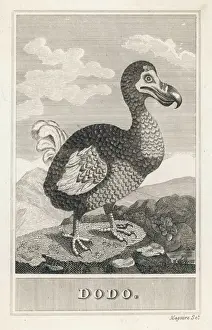 Tiere / Ausgestorben / Doofvogel