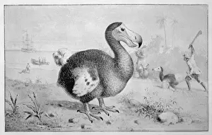 Tiere / Ausgestorben / Doofvogel