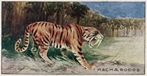 Sabre Toothed Cat Drucke: Animals / Extinct / Smilodon