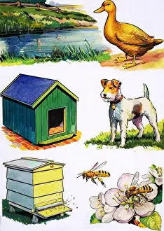 Nature Prints For Sale Drucke: Animals and Their Homes