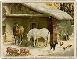 Historical Winter Scenes Drucke: Animals Keeping Warm