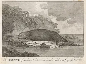 Drucke von Der Seehund wurde in Nootka gefunden, auf der Nordwestküste Amerikas Seeotter Drucke: Tiere / Seehunde