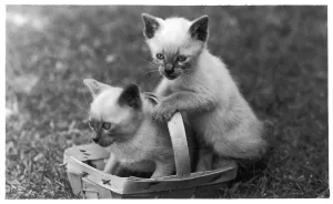 Siamesis Katzen und Korb