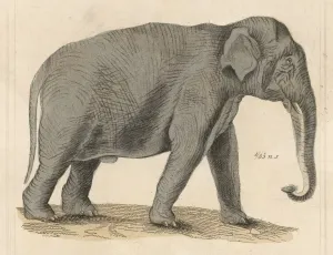 Riesenelefant / indischer 1930