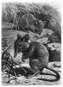 Drucke von Makroszeliden Typus Typicus Drucke: Elefantkrötenmäuse