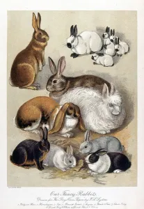 Drucke von Eine Illustration verschiedener Hirscharten für die Boy's Own Paper von F.A.Lydon ILN Drucke: Unsere fancy-Hühner