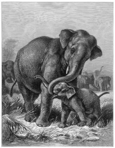 Indischer Elefant