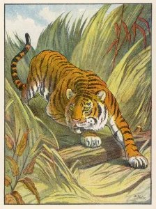 Der Prowler-Tiger