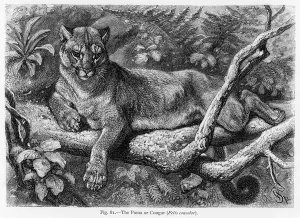 Drucke von Der (Felis concolor), auch als KATZUH und manchmal als PANTER oder BERGLEON bekannt, ist ein Heimtier Südamerikas Cougar Drucke: Puma (Lydecker)