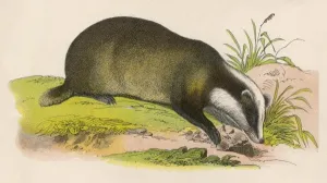 BADGER