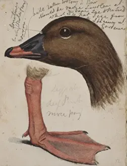Drucke von Wasserfarbe und Blei von John Gould (um 1865). Ein Beispiel für ein vorläufiges Werk von Gould, um eine Illustration zu verfassen, die in einem seiner Bücher veröffentlicht werden sollte Aquarellbilder Drucke: Entenbräunvogel (Branta ruficollis)