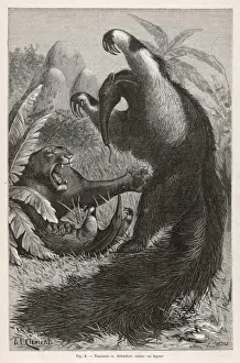 Antique Animal Illustrations Drucke: Ant-Eater / A. L. Clement