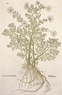 Botany Library Collection Drucke: Anthemis cotula, mayweed chamomile
