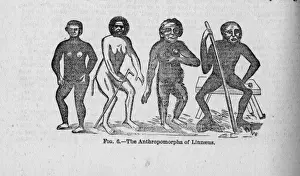 Orangutan Illustration Drucke: The Anthropomorpha of Linnaeus
