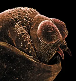 Scanning Electron Microscope Images Drucke: The anus of a bot fly