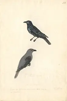 Captain Cook Second Voyage Drucke: Aplonis striata, striated starling