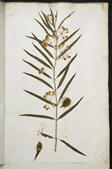Dicotyledonous Plant Drucke: Apocynum