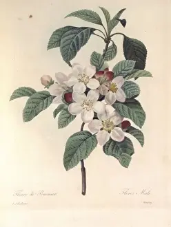 Flowering Apple Tree Drucke: Apple blossom