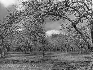 Kent England Landscape Photography Drucke: Apple Orchard