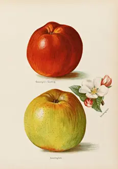 APPLES