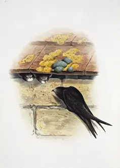 Apus apus, gemeine Schwertelfalke