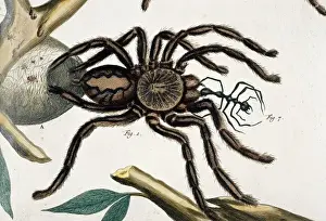 Araneidae Family Spiders Drucke: Aranea maxima ceilonica, tarantula