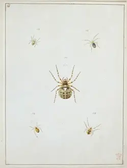 Invertebrate Arthropod Images Drucke: Araneus saevus, great round web spider