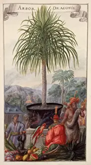 Exotic Tree Drucke: Arbor Draconis