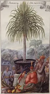Monocotyledon Flowering Plants Drucke: Arbor draconis, dragon tree