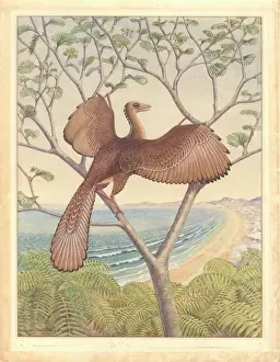 Ausgestorben Drucke: Archaeopteryx